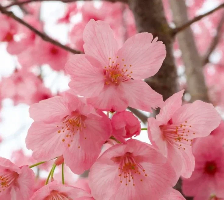 Avatar of 🌸 Cherry Blossom Fairy 🌸