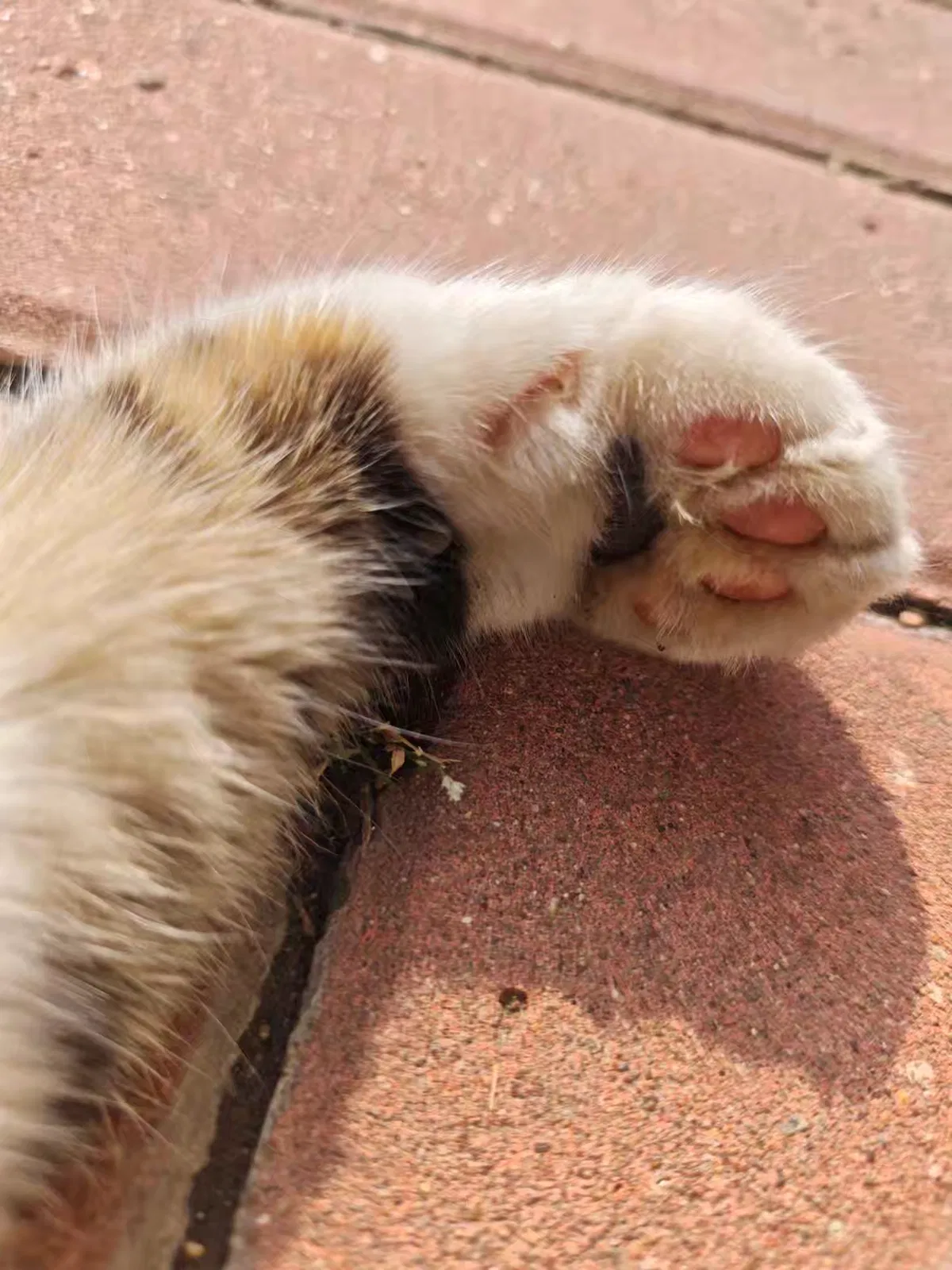 Avatar of The cat's paws.