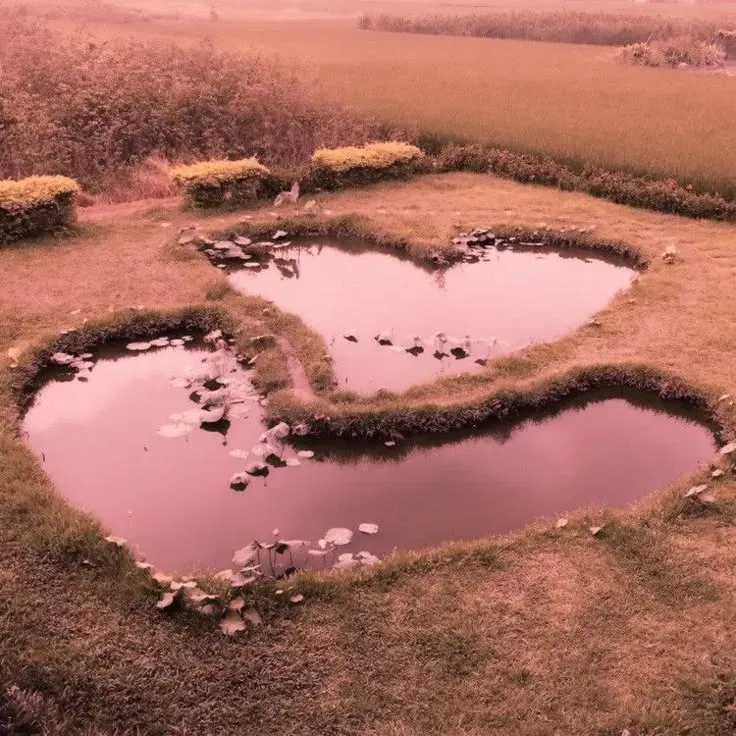 Avatar of Heart shaped ponds.