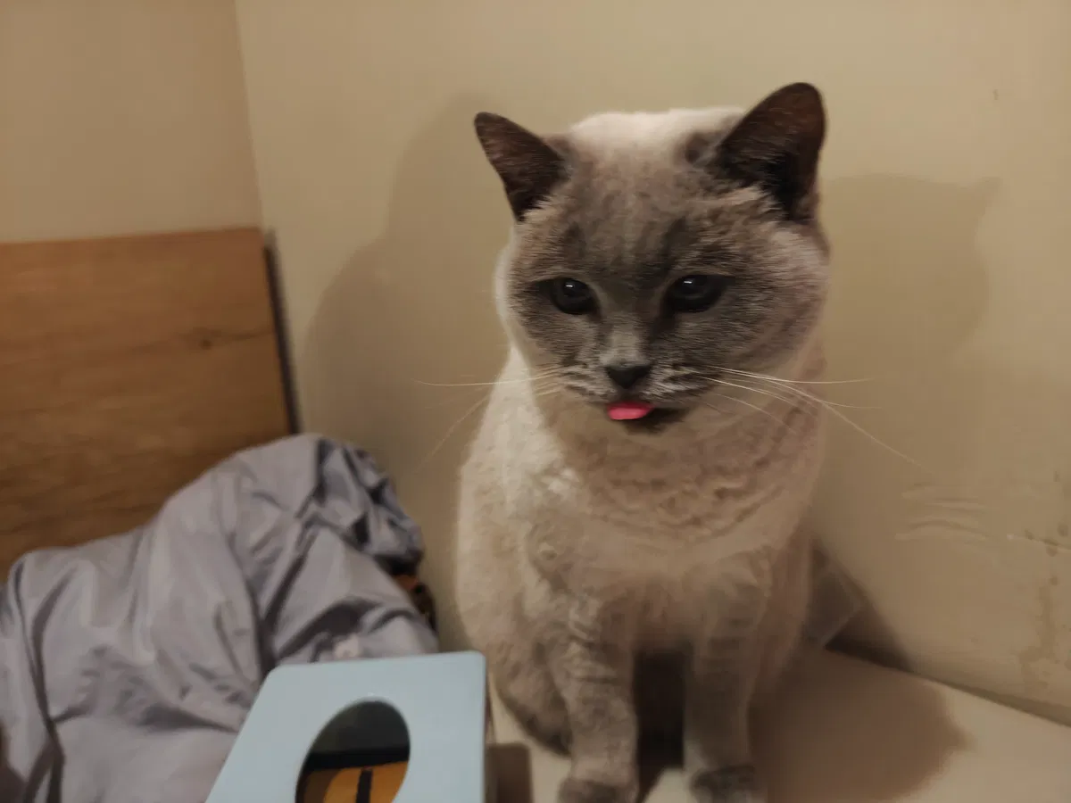 Avatar of kitten