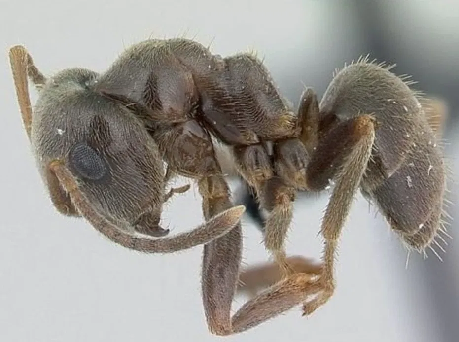 Avatar of Setsurus