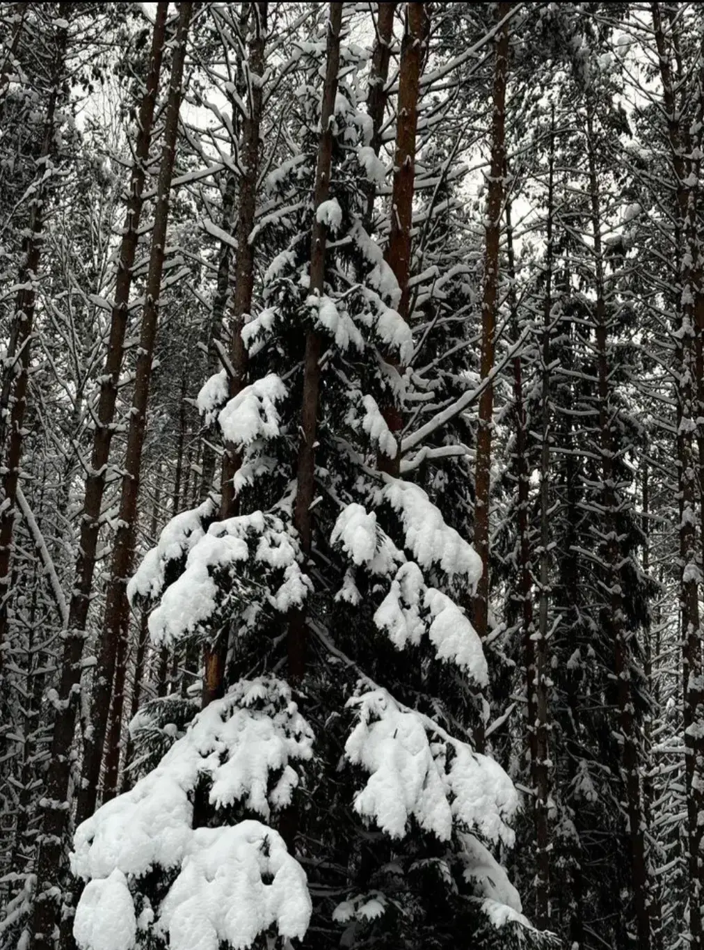Avatar of Pine Tree | In a blizzard