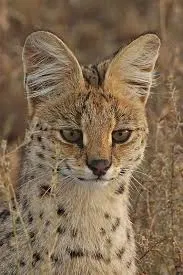 Avatar of Important Notice/Help Me Out
