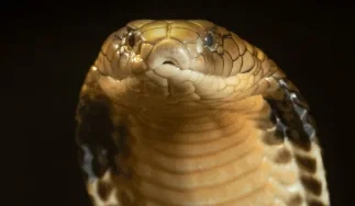 Avatar of Hex, the Megasnake