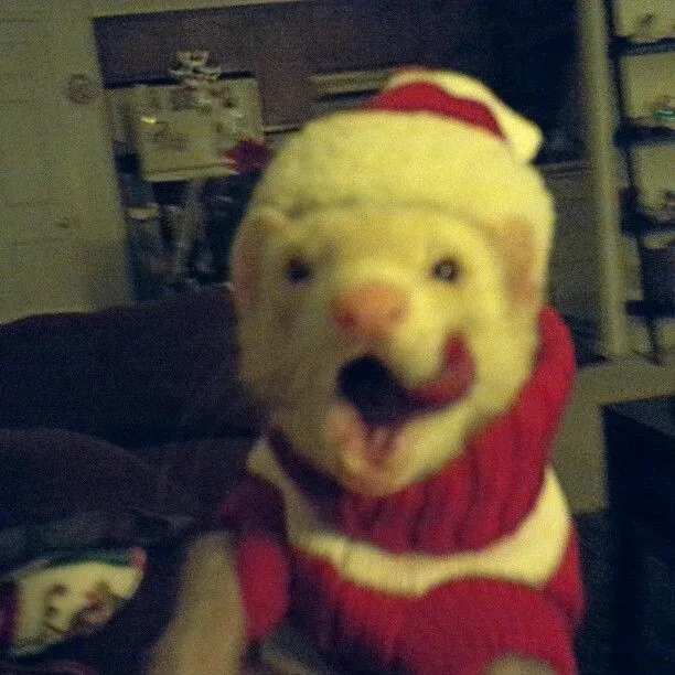 Avatar of Happy Christmas!