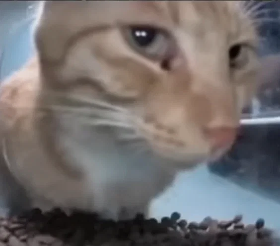 Avatar of Cat