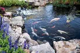 Avatar of Fishing life