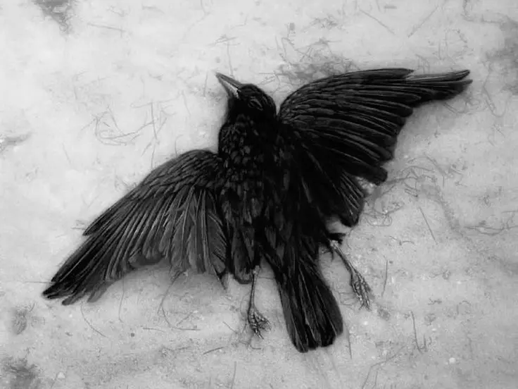 Avatar of Clipped Wings