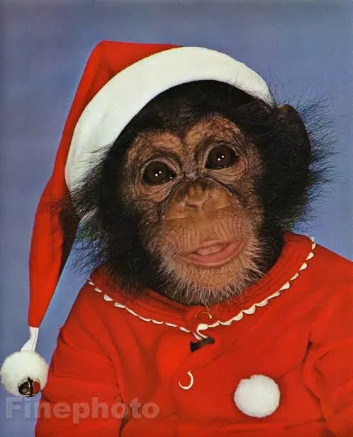 Avatar of Merry christmas