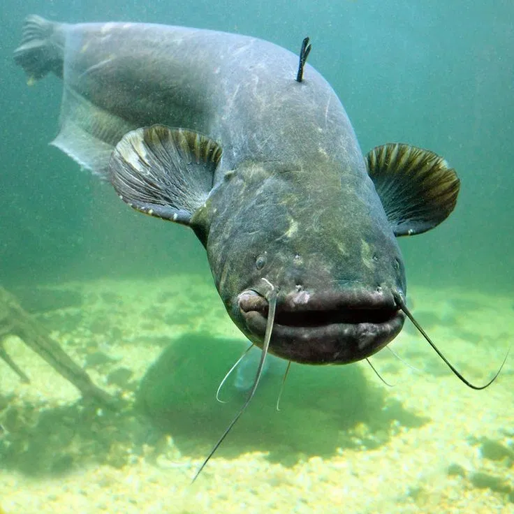 Avatar of Kind Catfish