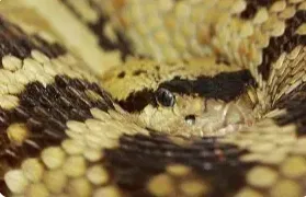 Avatar of Taylor- Sweetheart Naga