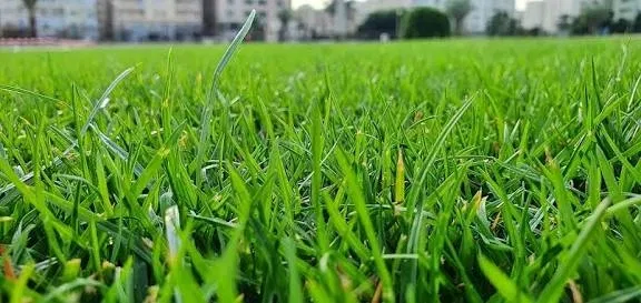 Avatar of Evil Grass