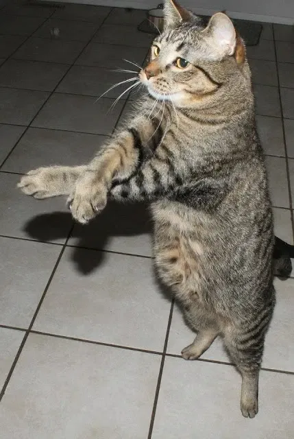 Avatar of Gangnam Style Cat