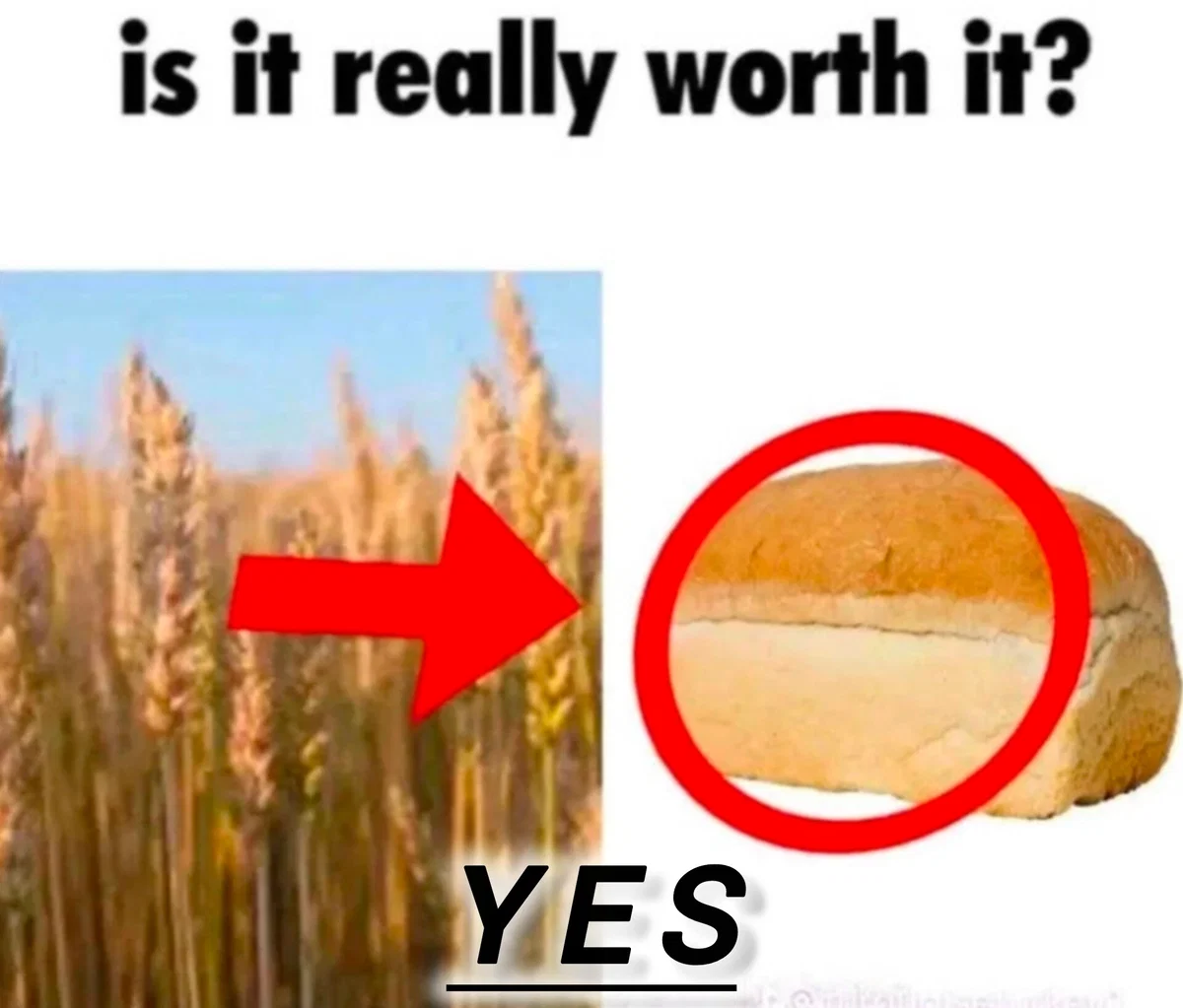 Avatar of Always believe in Bread Superiority Theory! (IMPORTANT)