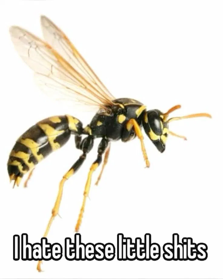Avatar of Wasp