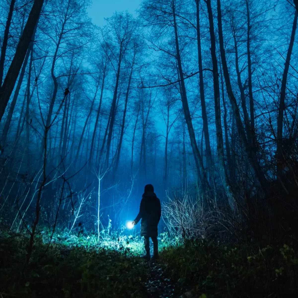 Avatar of Everdark: The Dark Forest