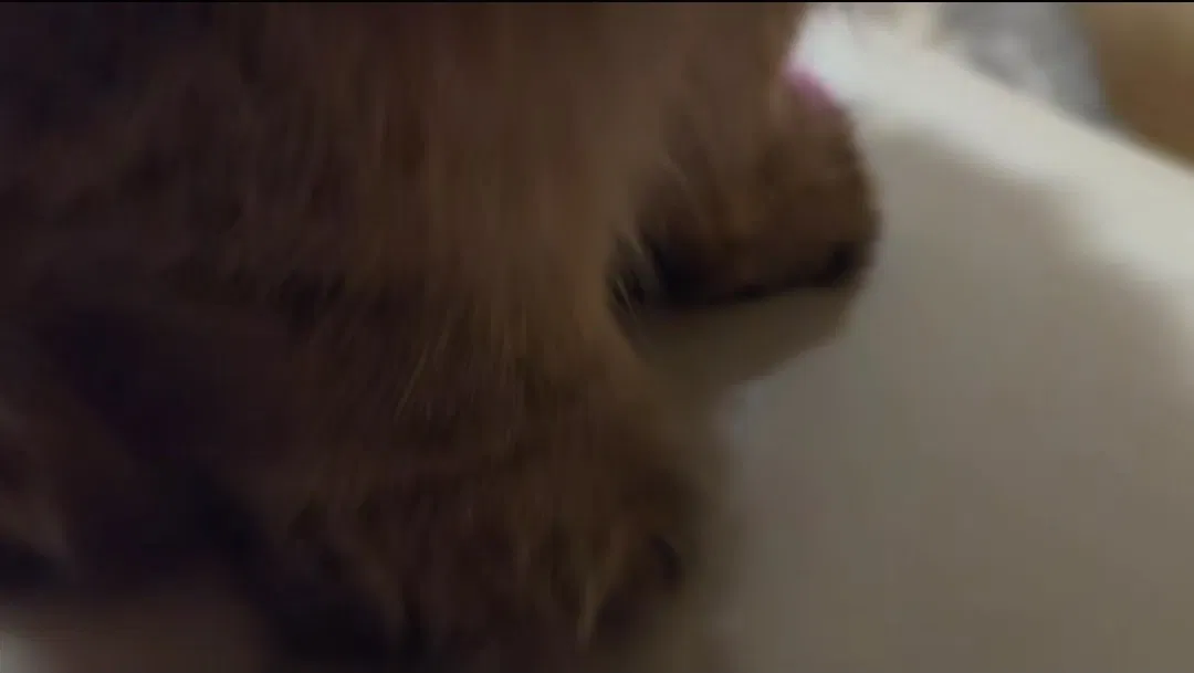 Avatar of The cat's feet.