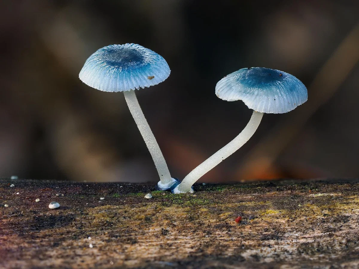Avatar of Fungus Transformation and Inflation