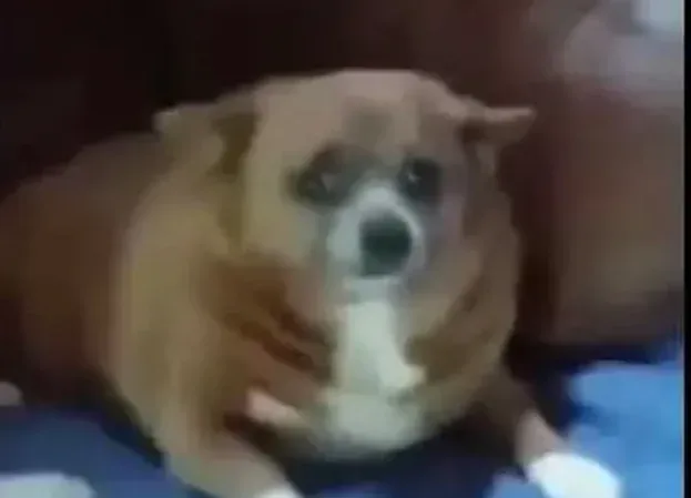 Avatar of fat ass dog
