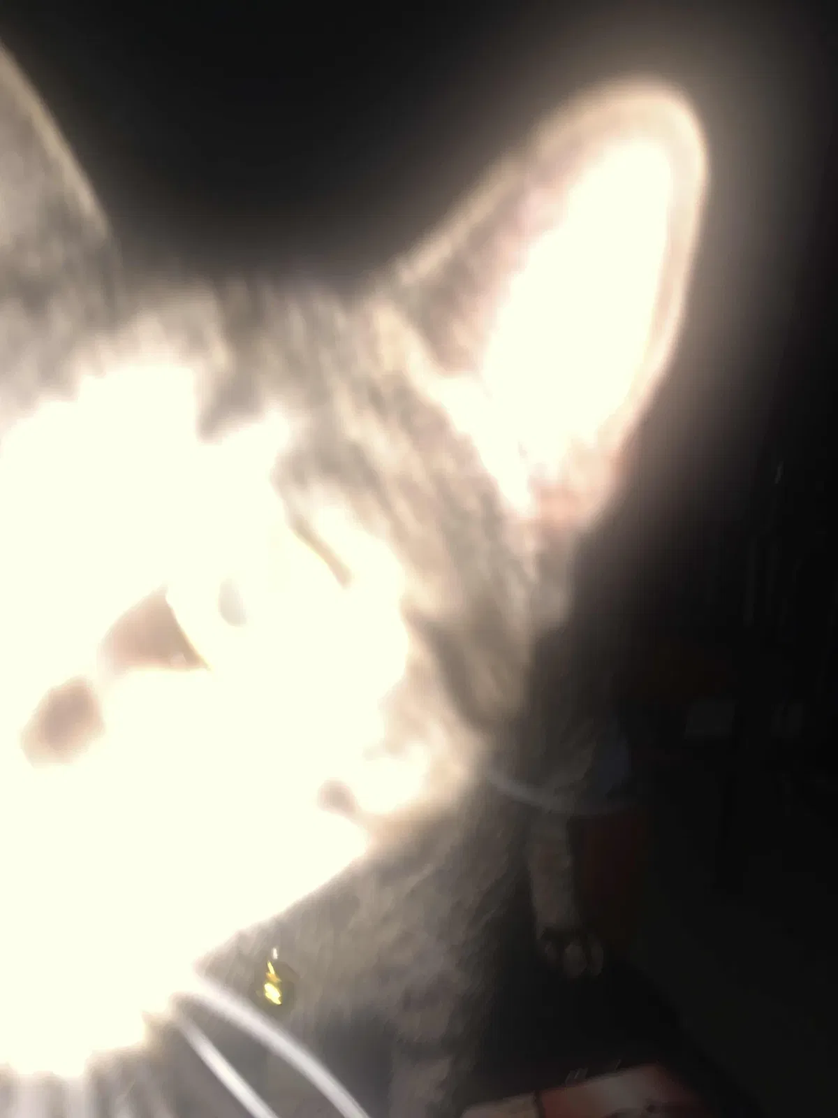 Avatar of 1k special