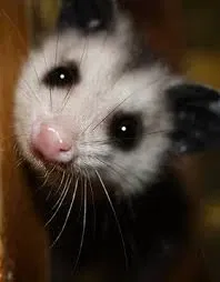 Avatar of Opossum