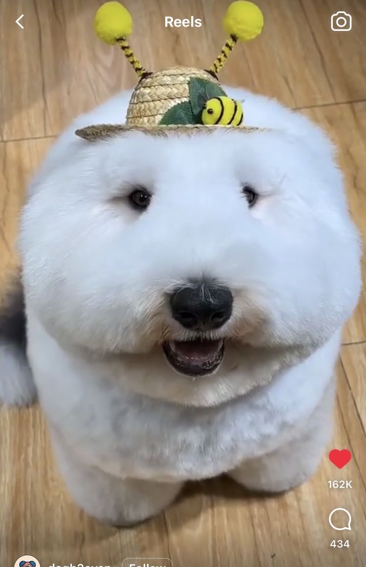Avatar of Silly dog floofy 