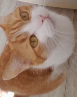 Avatar of Cat.
