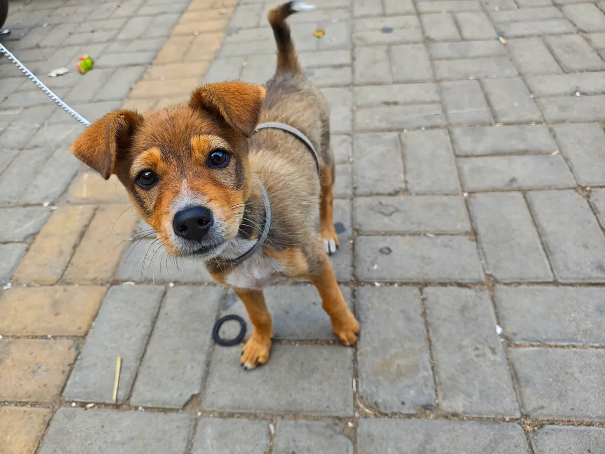 Avatar of puppy