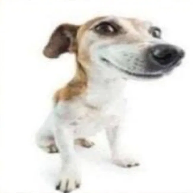 Avatar of Seu cachorinho