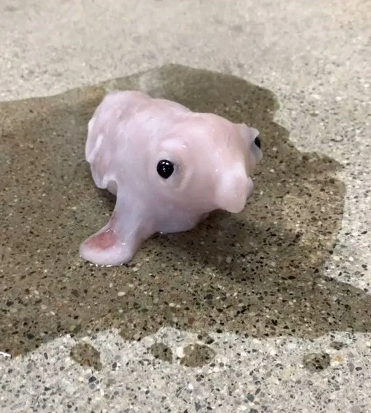 Avatar of Stupid ass creature 