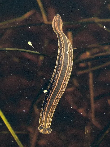 Avatar of Leech