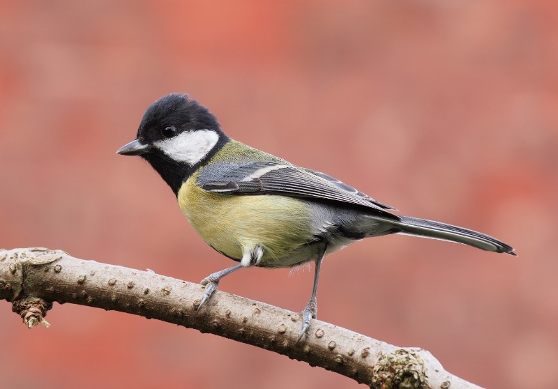Avatar of Some bird 