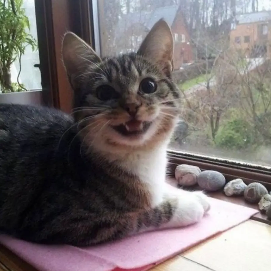 Avatar of stray cat