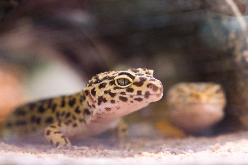 Avatar of Leapord gecko