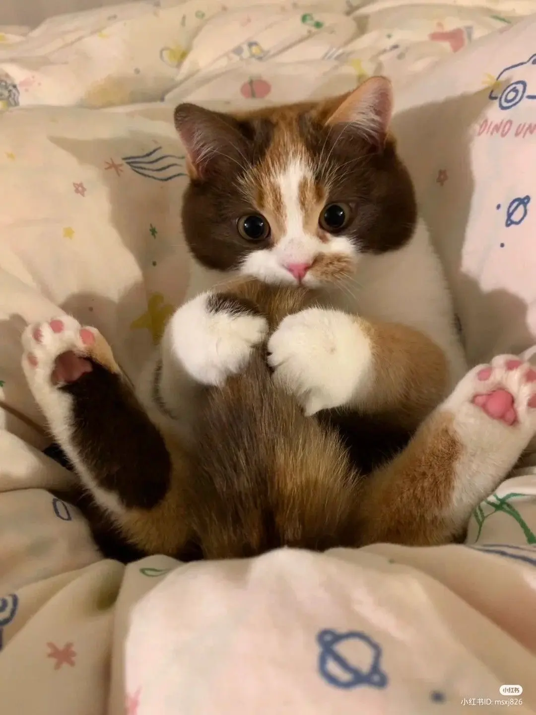 Avatar of Calico Cat