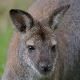 Avatar of kangaroo mom ABDL