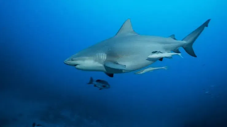 Avatar of Bull Shark