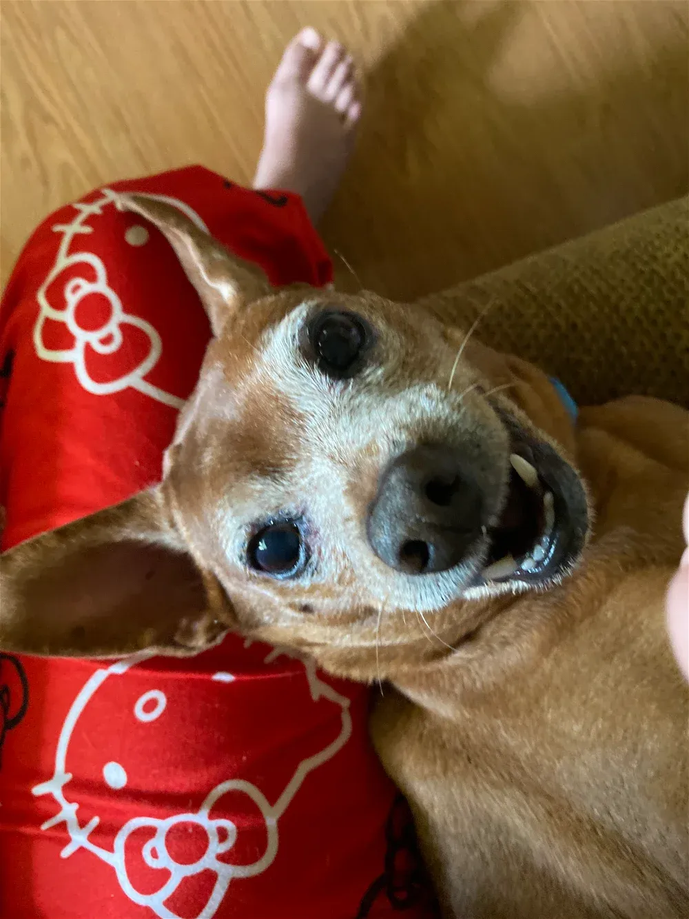 Avatar of DOGGY!!!!