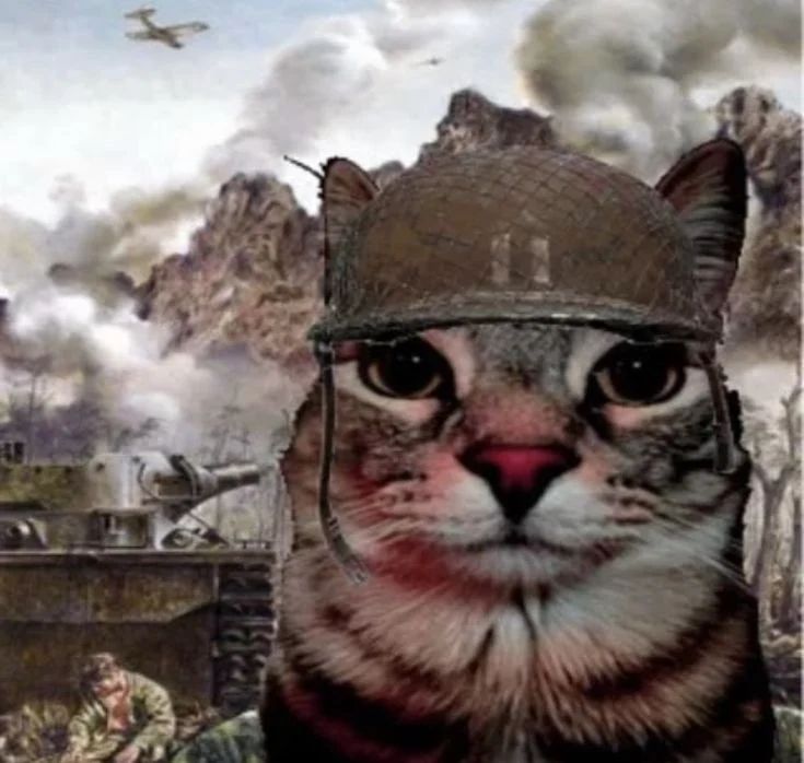 Avatar of Your Actual Cat