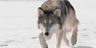Avatar of Wolf