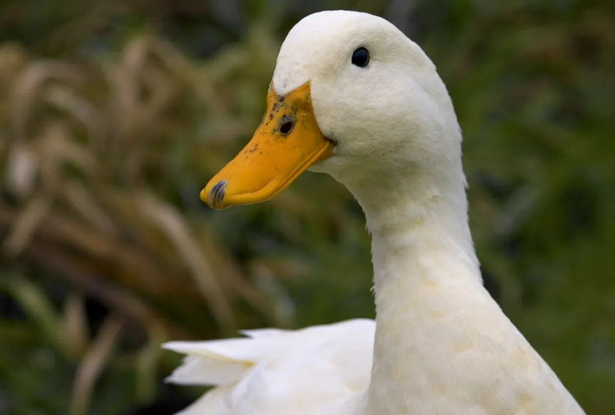 Avatar of Quackers the Duck