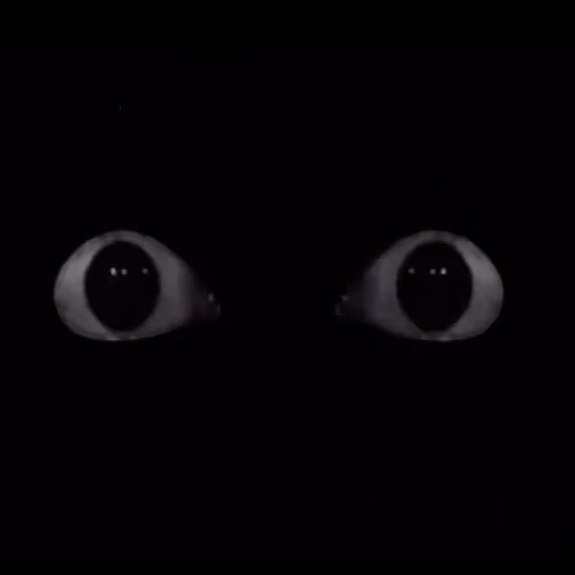 Avatar of [🌹] The Eyes