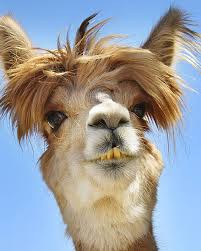 Avatar of Lama