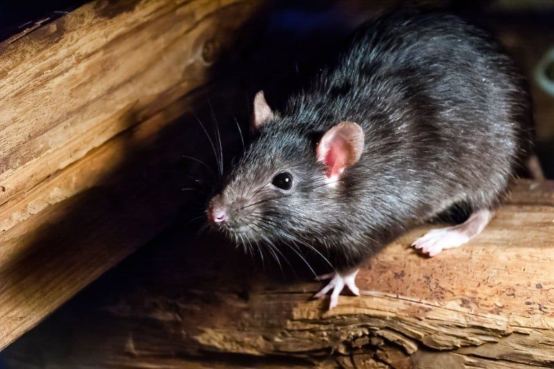 Avatar of Ratventure