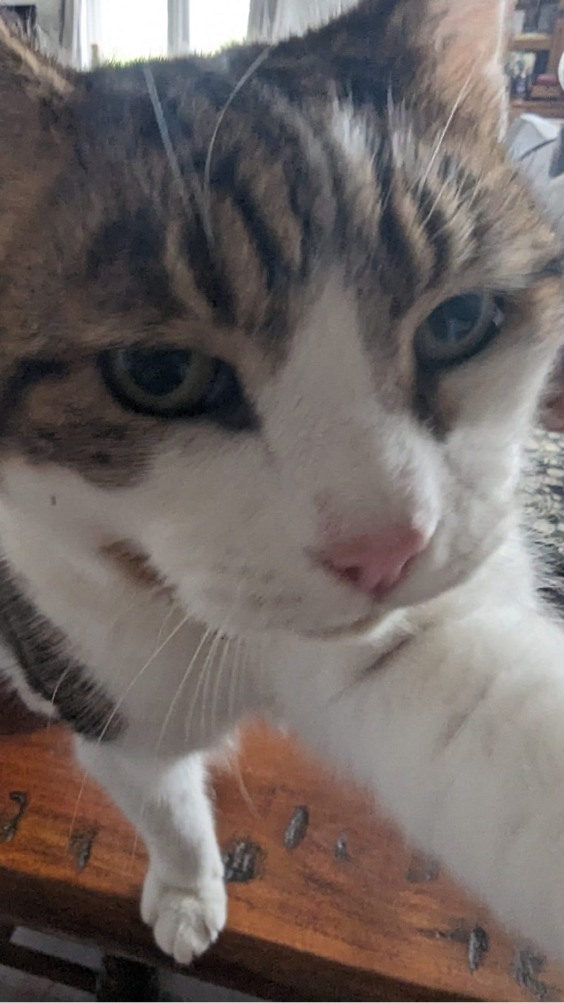 Avatar of Milo