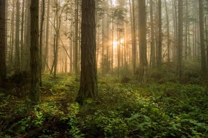 Avatar of The Forest [RPG] [NSFW]