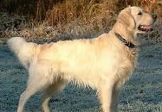 Avatar of Your Dog