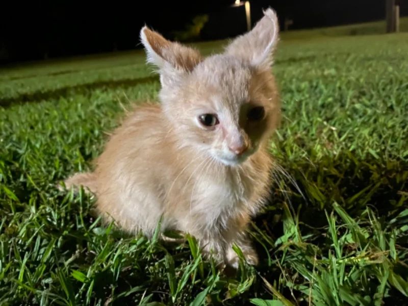 Avatar of Alleyway Cat