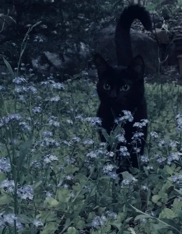 Avatar of A Black Cat