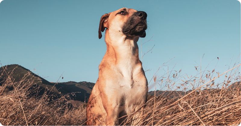 Avatar of Butch the farm dog